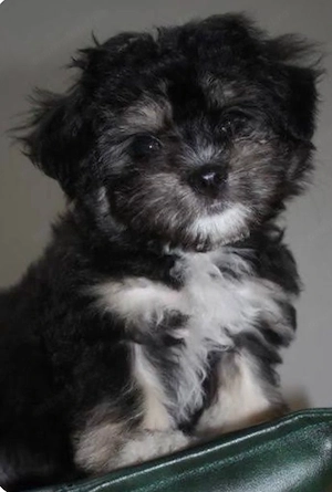 Bichon havanez 600 lei - imagine 5