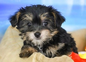 Bichon havanez 600 lei - imagine 3
