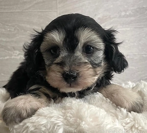 Bichon havanez 600 lei - imagine 2