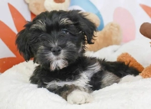 Bichon havanez 600 lei