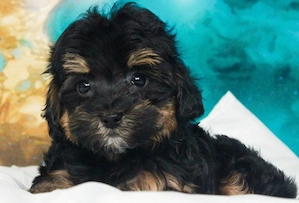 Bichon havanez 600 lei - imagine 4