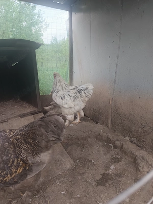 Cocos Brahma de vanzare