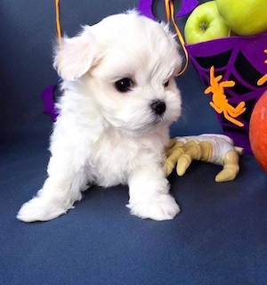 Puiuți de bichon maltez mini toy fete și băieți  - imagine 5