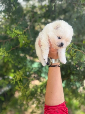 pomeranian cu pedigree