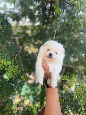 pomeranian cu pedigree - imagine 3