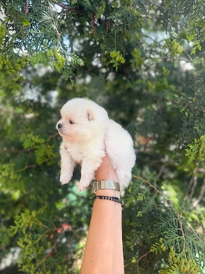 pomeranian cu pedigree - imagine 2