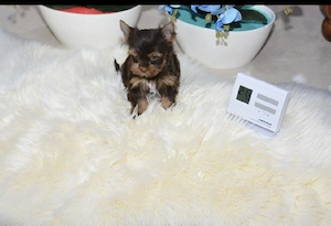Yorkshire terrier chokolatiu  - imagine 4
