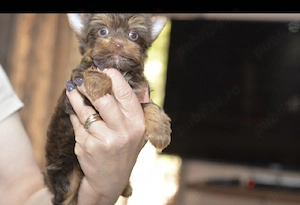 Yorkshire terrier chokolatiu  - imagine 2