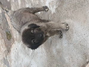 Ciobanesc caucazian