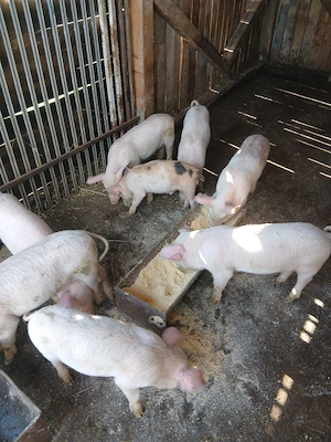 purcei de vanzare