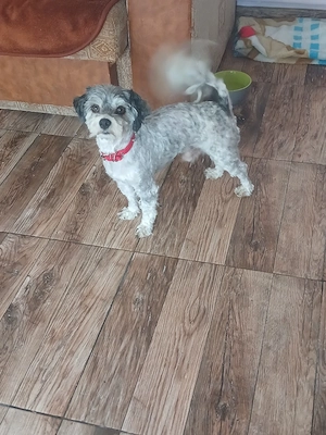 Bichon Havanez Mascul - imagine 2