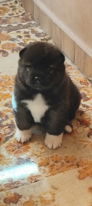 Vand căței Akita inu  - imagine 4