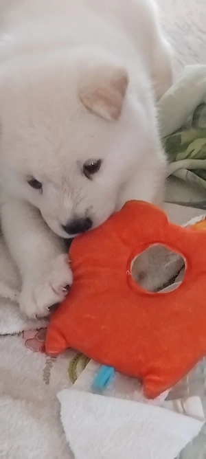 Vand căței Akita inu  - imagine 2