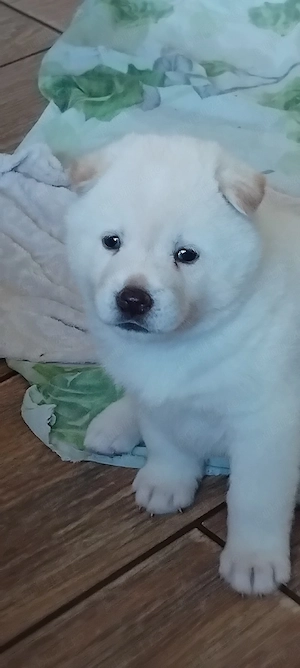 Vand căței Akita inu  - imagine 3