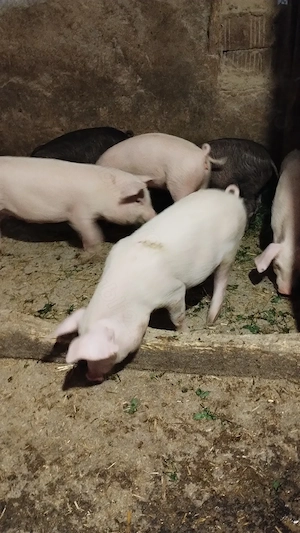 Vând purcei 12 săptămâni 