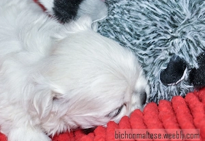 Bichon maltez, linii Coreea - imagine 5