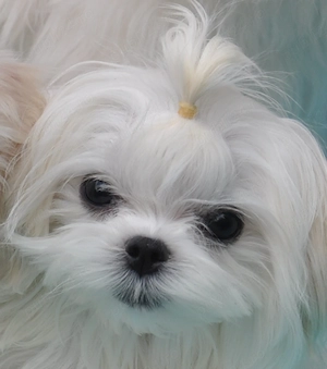 Bichon maltez, linii Coreea - imagine 2