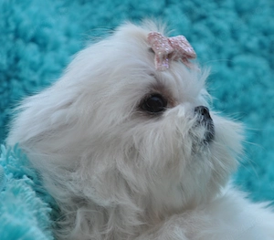 Bichon maltez, linii Coreea - imagine 4