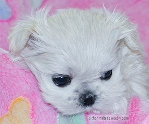 Bichon maltez, linii Coreea