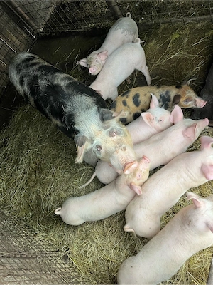 vand purcei bine dezvoltati de 6 saptamani 