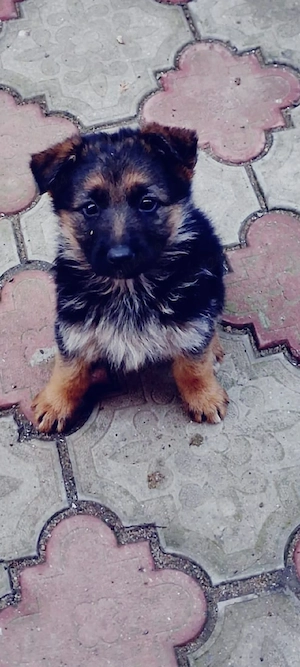 Ciobanesc german 