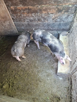 De vanzare purcel Pietran 