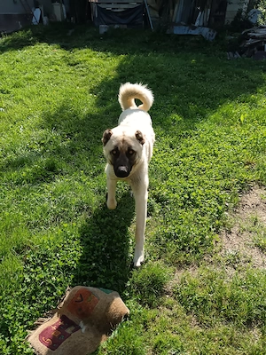 Vind kangal 1an