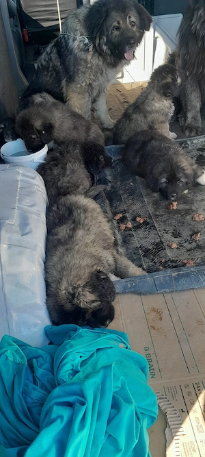 catei caucazieni 