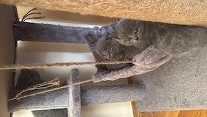British Shorthair 
