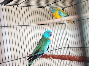 papagali neophema 