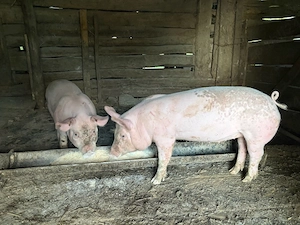 purcei de vanzare 