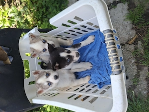 Pui husky siberian  - imagine 3