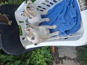 Pui husky siberian  - imagine 2