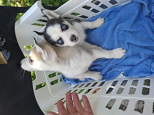 Pui husky siberian  - imagine 5