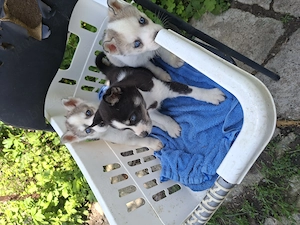 Pui husky siberian 