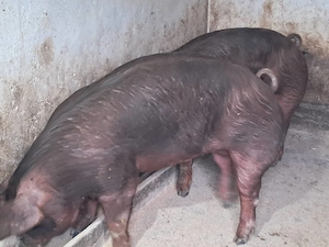 Scrofite duroc rasa pura gestante