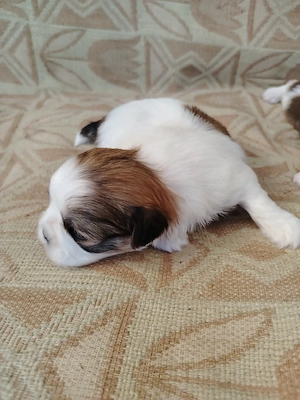 Pui cățel rasa Shih Tzu 