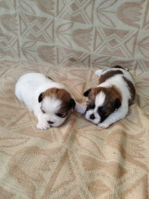 Pui cățel rasa Shih Tzu  - imagine 3