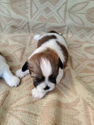 Pui cățel rasa Shih Tzu  - imagine 2