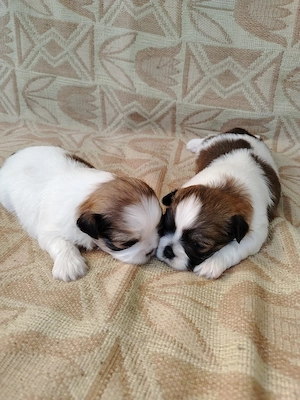 Pui cățel rasa Shih Tzu  - imagine 4