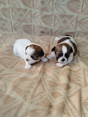 Pui cățel rasa Shih Tzu  - imagine 5