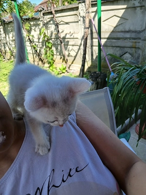 Fetiță cauta casa.