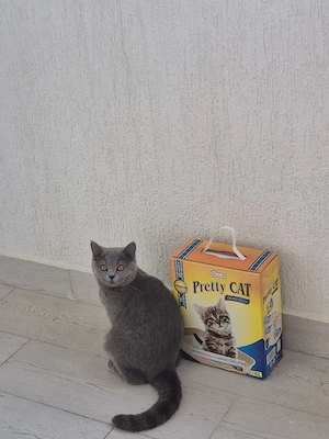 vand pisică british shorthair 