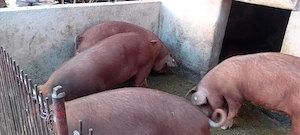 vand porc gras - imagine 3