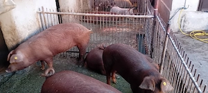 vand porc gras - imagine 4