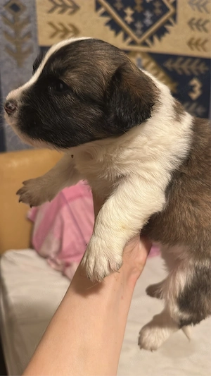 Puiuti metis spre adoptie  - imagine 9