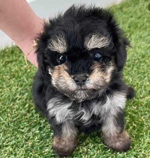 Bichon havanez superb - imagine 2