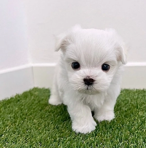 Bichon maltez mini - imagine 2