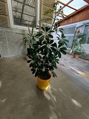plante ornamentale 