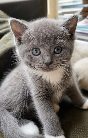 British Shorthair color  - imagine 2